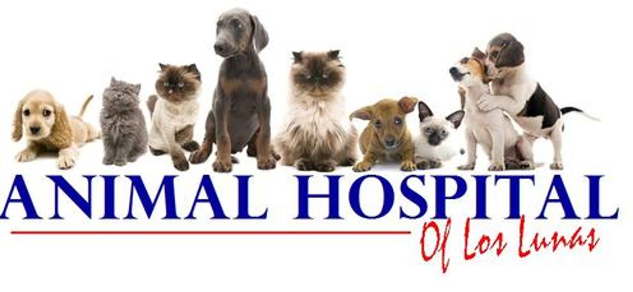 Veterinarian ANIMAL HOSPITAL OF LOS LUNAS